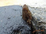 Morchella importuna image
