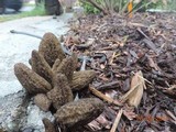 Morchella importuna image