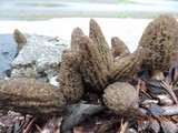 Morchella importuna image