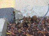 Morchella importuna image