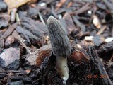 Morchella importuna image