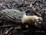 Morchella importuna image