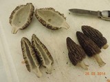 Morchella importuna image