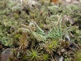 Cladonia squamosa image