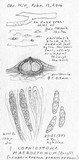 Lophiostoma macrostomum image