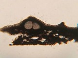 Lophiostoma macrostomum image
