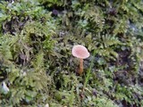 Naucoria escharioides image