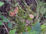 Naucoria escharioides image