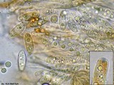 Rutstroemia calopus image