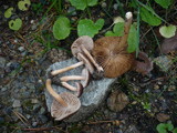 Inocybe nitidiuscula image