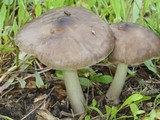 Pluteus primus image