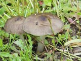 Pluteus primus image