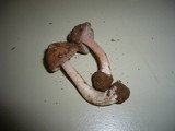 Inocybe grammata image