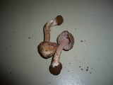 Inocybe grammata image