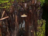 Crepidotus mollis image