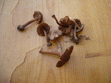 Inocybe lanuginosa image
