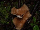 Polyporus durus image