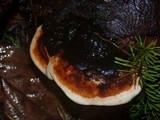 Fomitopsis mounceae image