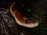 Fomitopsis mounceae image
