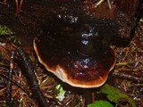 Fomitopsis mounceae image
