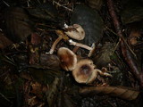 Inocybe acuta image