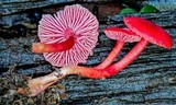 Hygrocybe firma image