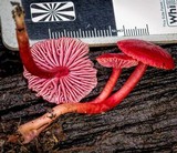 Hygrocybe firma image