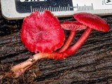 Hygrocybe firma image