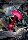 Hygrocybe firma image