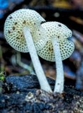 Filoboletus manipularis image