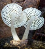 Filoboletus manipularis image