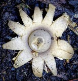 Geastrum australis image