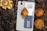 Geastrum australis image