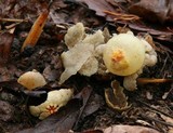 Calostoma lutescens image