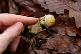 Calostoma lutescens image