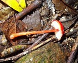 Hygrocybe hypohaemacta image