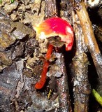 Hygrocybe hypohaemacta image