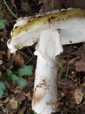 Amanita vernicoccora image