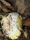Amanita vernicoccora image