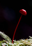 Mycena viscidocruenta image