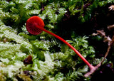 Mycena viscidocruenta image