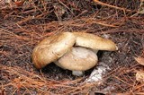 Russula dissimulans image