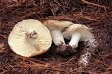 Russula dissimulans image