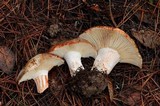 Russula dissimulans image