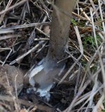 Amanita sect. Vaginatae image