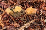 Guepinia helvelloides image
