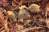 Guepinia helvelloides image