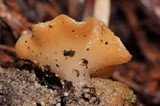 Guepinia helvelloides image