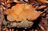 Guepinia helvelloides image