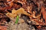 Guepinia helvelloides image